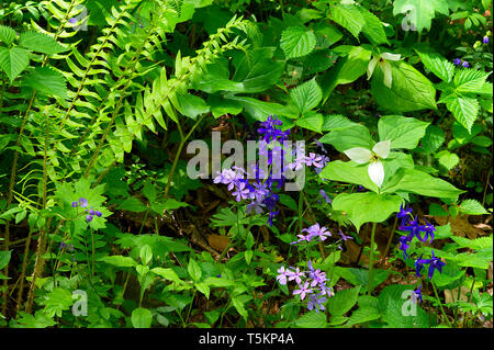 Primavera trekking lungo Kiner Creek a Laurel Run Park di Churchill Tennessee dove uno può vedere fiori selvatici, fluente creek e alloro eseguire cade a dieci Foto Stock