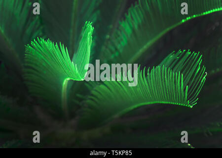 Abstract surrealista bagliore verde Mallorca endemica fan di Palma Mallorca endemica fan di palma Chamaerops humilis lussureggiante lascia nella luce del sole. Foto Stock