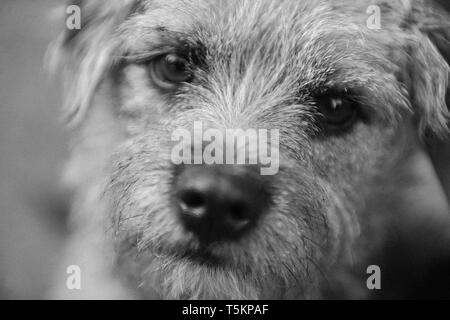 Bianco e nero vicino fino a una frontiera Terrier cane. Foto Stock