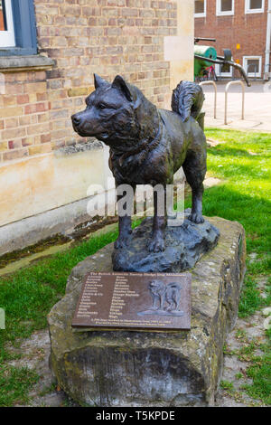 Un monumento per i cani da slitta da Scott antarctic survey presso la Scott Polar Research Institute, Hills Road, città universitaria di Cambridge Foto Stock