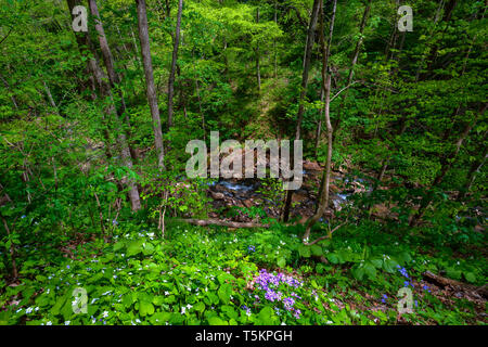 Tempo di primavera trekking lungo Kiner Creek a Laurel Run Park di Churchill Tennessee dove uno può vedere fiori selvatici, fluente creek e alloro eseguire cade a dieci Foto Stock