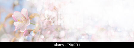 Fioritura cherry sargent. Foto Stock
