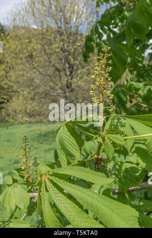 Fioritura precoce del Cavallo Chestnut / Aesculus hippocastanum in primavera sole. Una volta usato come pianta medicinale in rimedi erboristici. Foto Stock