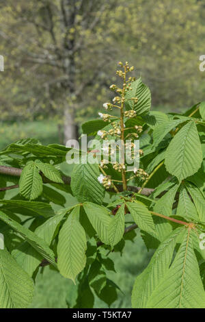 Fioritura precoce del Cavallo Chestnut / Aesculus hippocastanum in primavera sole. Una volta usato come pianta medicinale in rimedi erboristici. Foto Stock