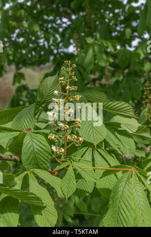 Fioritura precoce del Cavallo Chestnut / Aesculus hippocastanum in primavera sole. Una volta usato come pianta medicinale in rimedi erboristici. Foto Stock