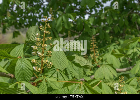 Fioritura precoce del Cavallo Chestnut / Aesculus hippocastanum in primavera sole. Una volta usato come pianta medicinale in rimedi erboristici. Foto Stock
