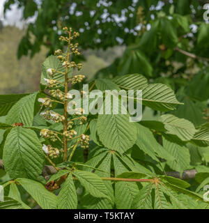 Fioritura precoce del Cavallo Chestnut / Aesculus hippocastanum in primavera sole. Una volta usato come pianta medicinale in rimedi erboristici. Foto Stock