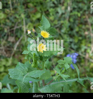 Sommità fiorite di liscio Sow-Thistle / Sonchus oleraceus. Foglie giovani commestibile come un cibo foraged. Comuni / Regno Unito Unione infestante. Foto Stock