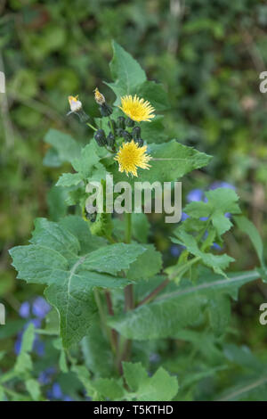 Sommità fiorite di liscio Sow-Thistle / Sonchus oleraceus. Foglie giovani commestibile come un cibo foraged. Comuni / Regno Unito Unione infestante. Foto Stock