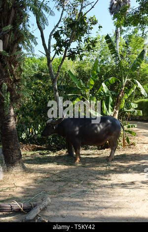 Phuket, Tailandia. 28 Feb, 2019. Un bufalo sorge su di un terreno mostra con Tailandesi tradizionali metodi di allevamento. Credito: Alexandra Schuler/dpa/Alamy Live News Foto Stock