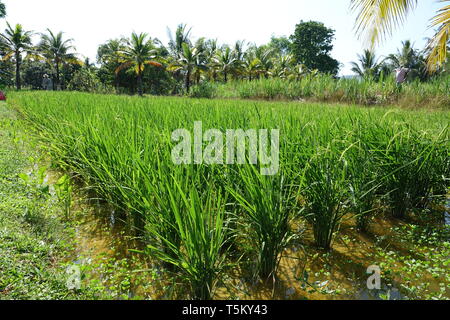 Phuket, Tailandia. 28 Feb, 2019. Le piante di riso stand su una mostra a terra con Tailandesi tradizionali metodi di coltivazione. Credito: Alexandra Schuler/dpa/Alamy Live News Foto Stock