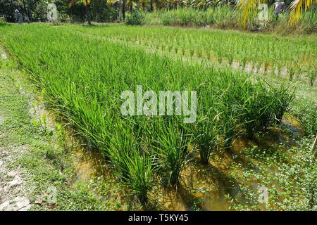 Phuket, Tailandia. 28 Feb, 2019. Le piante di riso stand in un campo su un terreno mostra con Tailandesi tradizionali metodi di coltivazione. Credito: Alexandra Schuler/dpa/Alamy Live News Foto Stock