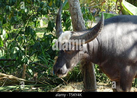 Phuket, Tailandia. 28 Feb, 2019. Un bufalo sorge su di un terreno mostra con Tailandesi tradizionali metodi di allevamento. Credito: Alexandra Schuler/dpa/Alamy Live News Foto Stock