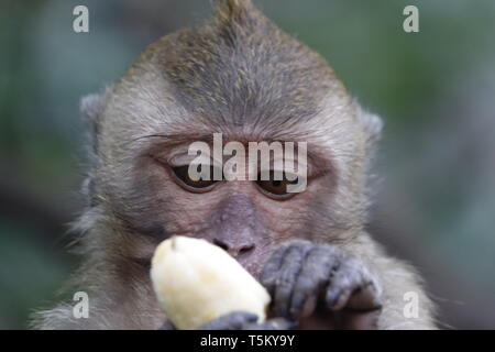 Takua Thung, Thailandia. 04 Mar, 2019. Una scimmia macaco detiene una banana al Wat Suwan Kuha, chiamato anche Wat Tham ("tempio nella grotta'). Il complesso è un tempio buddista nel complesso la Amphoe (distretto) Takua Thung nella provincia di Phang Nga (Phangnga) nel nord-ovest del sud della Thailandia. È costituita da numerose grotte di pietra calcarea con statue di Buddha. Una particolare attrazione per molti visitatori sono le numerose scimmie macaco che cavort in piazzale. Credito: Alexandra Schuler/dpa/Alamy Live News Foto Stock