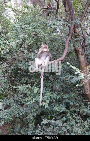 Takua Thung, Thailandia. 04 Mar, 2019. Una scimmia macaco al Wat Suwan Kuha, chiamato anche Wat Tham ("tempio nella grotta'). Il complesso è un tempio buddista nel complesso la Amphoe (distretto) Takua Thung nella provincia di Phang Nga (Phangnga) nel nord-ovest del sud della Thailandia. È costituita da numerose grotte di pietra calcarea con statue di Buddha. Una particolare attrazione per molti visitatori sono le numerose scimmie macaco che cavort in piazzale. Credito: Alexandra Schuler/dpa/Alamy Live News Foto Stock