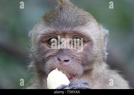 Takua Thung, Thailandia. 04 Mar, 2019. Una scimmia macaco detiene una banana al Wat Suwan Kuha, chiamato anche Wat Tham ("tempio nella grotta'). Il complesso è un tempio buddista nel complesso la Amphoe (distretto) Takua Thung nella provincia di Phang Nga (Phangnga) nel nord-ovest del sud della Thailandia. È costituita da numerose grotte di pietra calcarea con statue di Buddha. Una particolare attrazione per molti visitatori sono le numerose scimmie macaco che cavort in piazzale. Credito: Alexandra Schuler/dpa/Alamy Live News Foto Stock