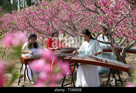 Dunhuang, la Cina della provincia di Gansu. Xxv Aprile, 2019. Persone giocare guzheng o Cinese cetra, sotto peach sbocciano i fiori in un giardino di pesche in Dujiadun villaggio di Qili città di Dunhuang, a nord-ovest della Cina di Provincia di Gansu, 25 aprile 2019. Credito: Zhang Xiaoliang/Xinhua/Alamy Live News Foto Stock