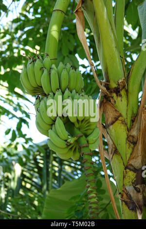 Phuket, Tailandia. 28 Feb, 2019. Banane verdi appendere da un arbusto su un albero. Credito: Alexandra Schuler/dpa/Alamy Live News Foto Stock