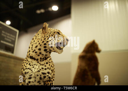 Indianapolis, Indiana, Stati Uniti d'America. Xxv Aprile, 2019. Un insaccata leopard è sul display nella sezione outfitters prima della convenzione delle ANR. Preparare i fornitori di stand nel padiglione espositivo prima che la National Rifle Association (NRA) convenzione presso la Indiana Convention Center nel centro di Indianapolis. Credito: Jeremy Hogan/SOPA Immagini/ZUMA filo/Alamy Live News Foto Stock