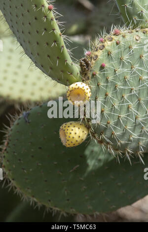 Cactus spinoso con po' di giallo e verde frutti Foto Stock