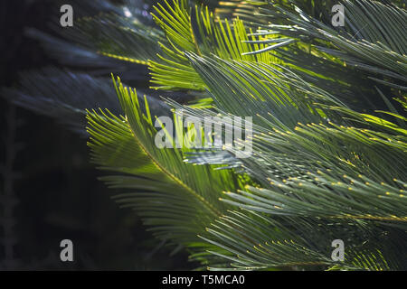 Primo piano di foglie endemica di Mallorca fan di palma Chamaerops humilis lussureggiante lascia nella luce del sole. Foto Stock