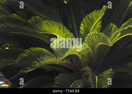 Primo piano di foglie endemica di Mallorca fan di palma Chamaerops humilis lussureggiante lascia nella luce del sole. Foto Stock