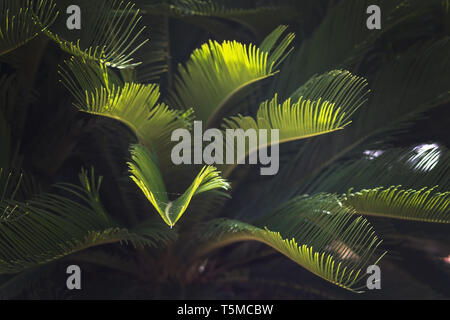 Primo piano di foglie endemica di Mallorca fan di palma Chamaerops humilis lussureggiante lascia nella luce del sole. Foto Stock