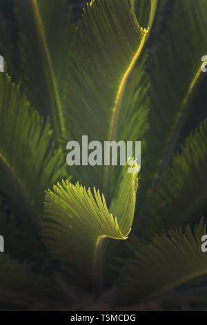 Primo piano di foglie endemica di Mallorca fan di palma Chamaerops humilis lussureggiante lascia nella luce del sole. Foto Stock