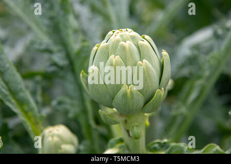 Unico carciofi verde nel campo prima del raccolto in Francia. Foto Stock