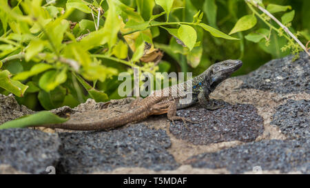 Tizon lizard (gallotia galloti) in Tenerife, Isole canarie, Spagna. Foto Stock