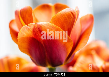 Un tulipano " Zucchero di canna' Fiore Foto Stock