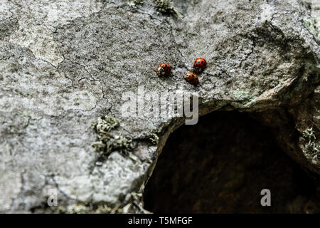 Tre harlequin coccinelle (Harmonia axyridis f. succinea) su una pietra Foto Stock
