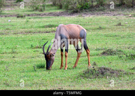 Comune o tsessebe sassaby, Leierantilope, Damaliscus lunatus, közönséges lantszarvúantilop Foto Stock