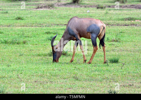 Comune o tsessebe sassaby, Leierantilope, Damaliscus lunatus, közönséges lantszarvúantilop Foto Stock