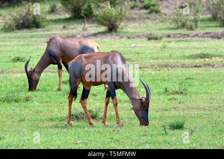 Comune o tsessebe sassaby, Leierantilope, Damaliscus lunatus, közönséges lantszarvúantilop Foto Stock