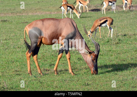 Comune o tsessebe sassaby, Leierantilope, Damaliscus lunatus, közönséges lantszarvúantilop Foto Stock