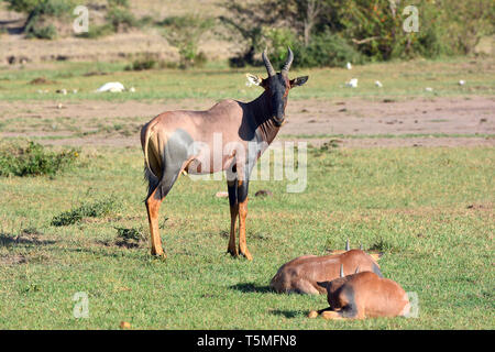 Comune o tsessebe sassaby, Leierantilope, Damaliscus lunatus, közönséges lantszarvúantilop Foto Stock