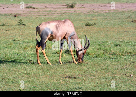 Comune o tsessebe sassaby, Leierantilope, Damaliscus lunatus, közönséges lantszarvúantilop Foto Stock