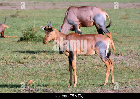 Comune o tsessebe sassaby, Leierantilope, Damaliscus lunatus, közönséges lantszarvúantilop Foto Stock