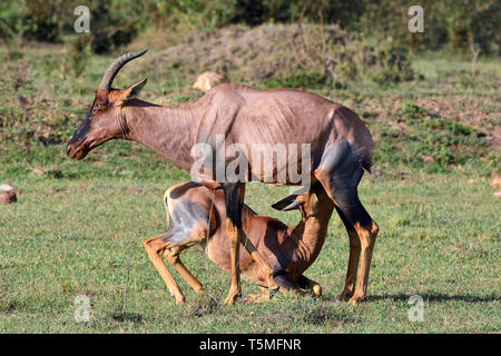 Comune o tsessebe sassaby, Leierantilope, Damaliscus lunatus, közönséges lantszarvúantilop Foto Stock