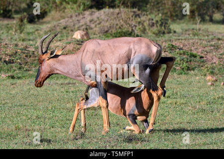 Comune o tsessebe sassaby, Leierantilope, Damaliscus lunatus, közönséges lantszarvúantilop Foto Stock