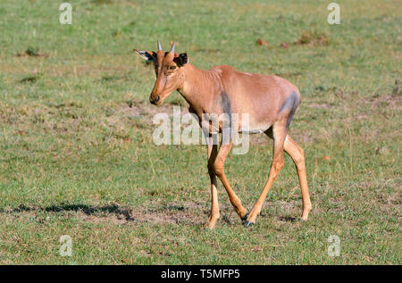 Comune o tsessebe sassaby, Leierantilope, Damaliscus lunatus, közönséges lantszarvúantilop Foto Stock