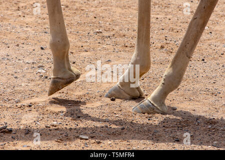 Giraffa Rothschild (Giraffa camelopardalis rothschildi) piedi close up guardando gli zoccoli a piedi il caldo sole e sabbia del deserto. Foto Stock