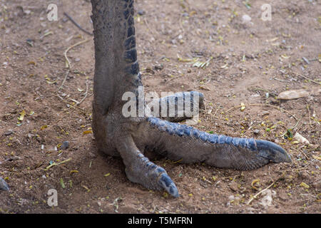 Un emu (Dromaius novaehollandiae) piedi close up guardando la griffa e tre dita di questa forte outback australiano bird. Foto Stock
