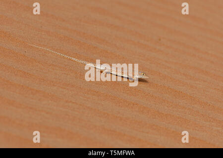 Arabia fringe-dita lizard (Acanthodactylus gongrorhynchatus) Foto Stock