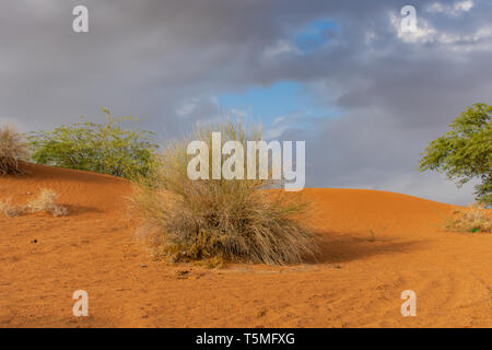 Dune di sabbia arancione al tramonto con nuvole temporalesche e cielo azzurro sfondo negli Emirati Arabi Uniti. Foto Stock