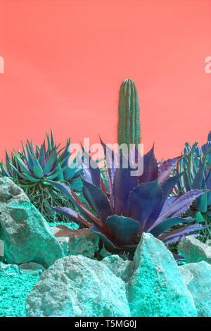 Abstract surrealista color porpora cactus e le piante succulente in arido paesaggio con red orange sky Foto Stock