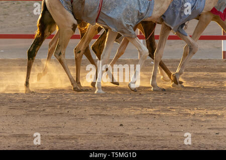 Gambe di cammelli in esecuzione nella sabbia in pista negli Emirati Arabi Uniti. Foto Stock