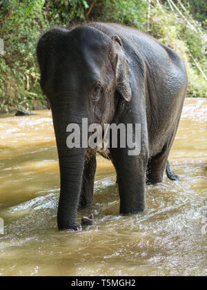 Un giovane elefante Asiatico con una corda intorno al suo collo è in piedi in un poco profondo fiume dopo il nuoto Foto Stock