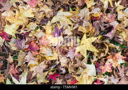 Grande concetto di autunno, foglie rosse di platanus caduti a terra. Foto Stock